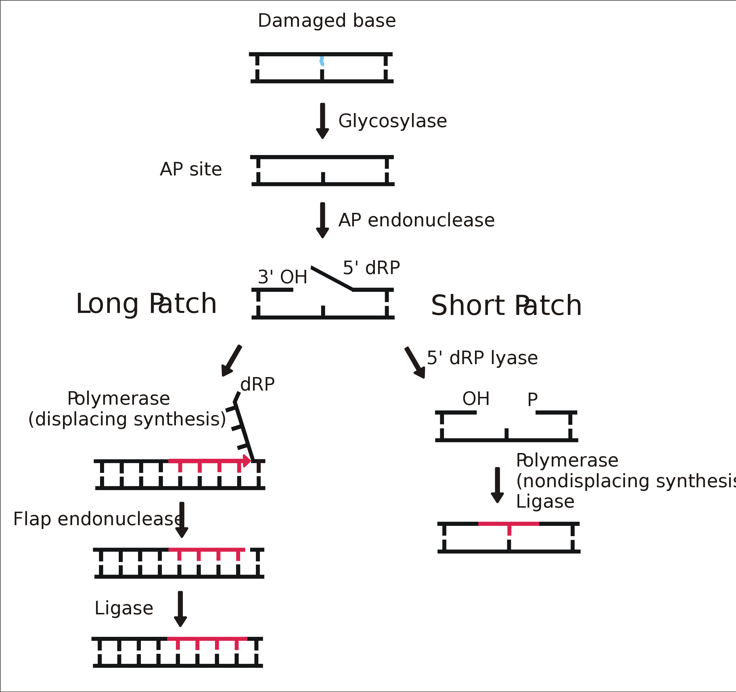 DNA, mutations, mutagens and repair of damaged DNA - OrgPad