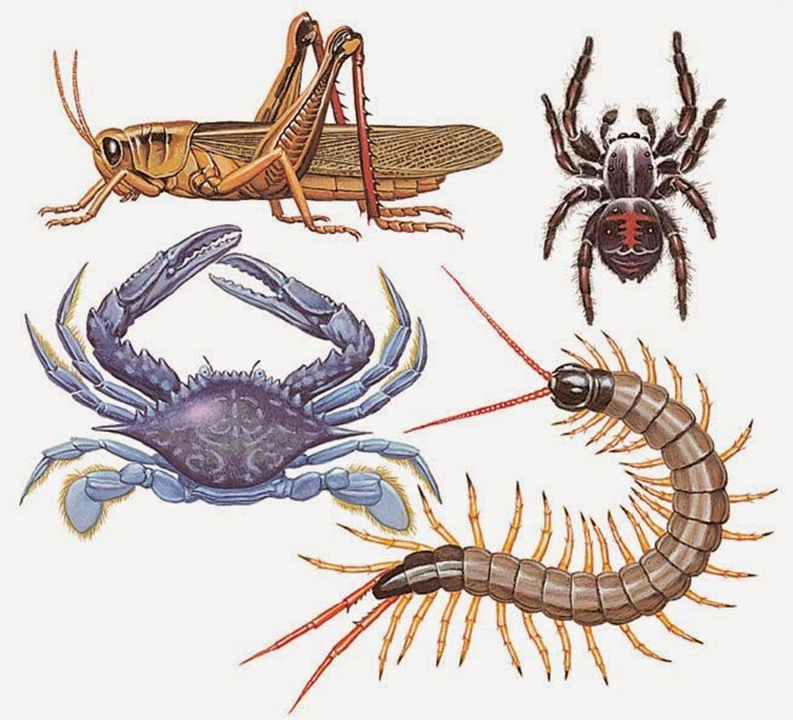 Беспозвоночные членистоногие имеют. Членистоногие насекомые. Беспозвоночные насекомые. Беспозвоночные животные насекомые. Беспозвоночные Членистоногие.